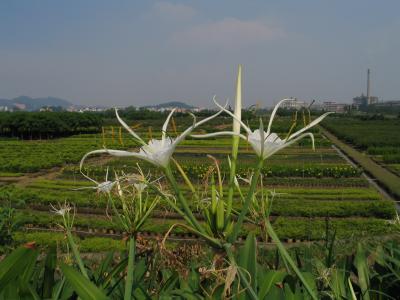 Shiqiao Field