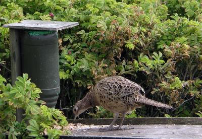 pheasant_female.jpg