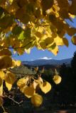 Through the Aspen leaves