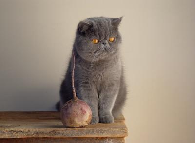 Cat + Red Beet