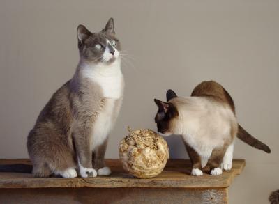 Two Cats + Celery Root