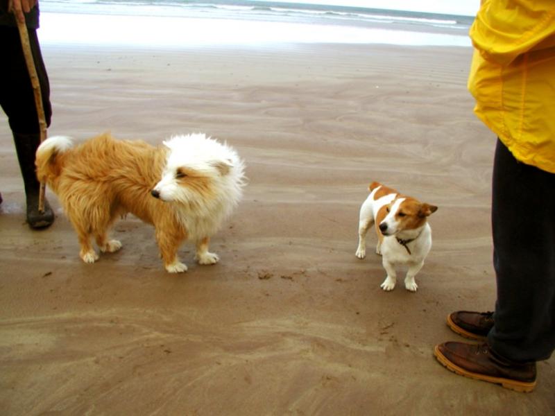 Beach dogs