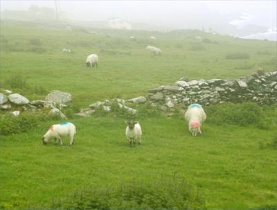 Dingle sheep in the mist