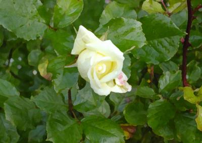 Irish rose