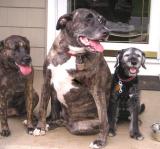 Wedgie, Harley, Jeannie - three best friends