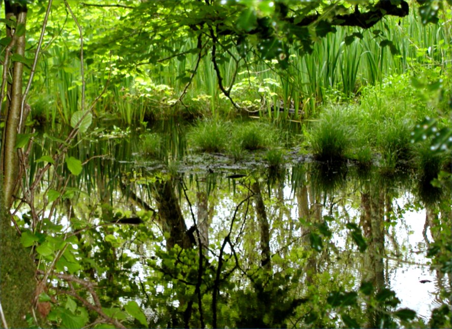 Irish wetlands