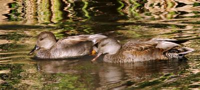 Gadwalls, pair