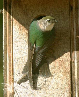 Violet-green Swallow, female
