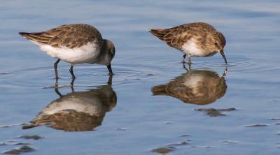 Western and Least Sandpipers, winter