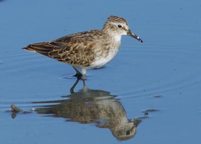 Least Sandpiper, juvenile