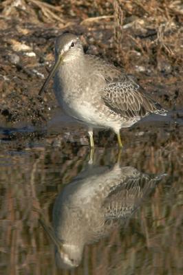 Dowitcher sp, non-breeding plumage