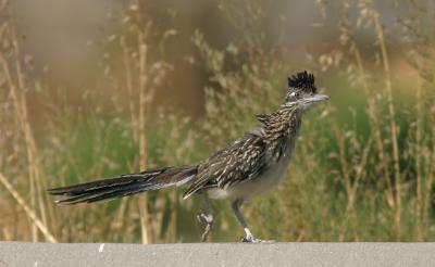 Greater Roadrunner, September 2004