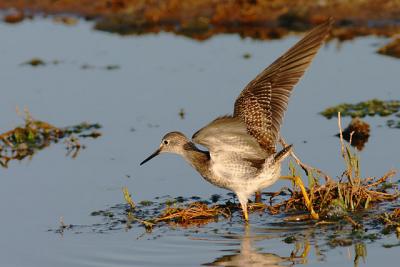 Lesser Yellowlegs