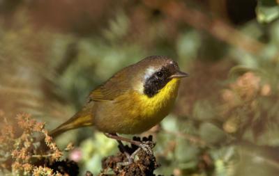 Common Yellowthroat, male first winter