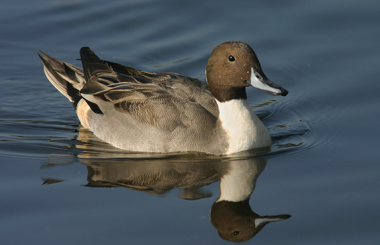 Northern Pintail, male