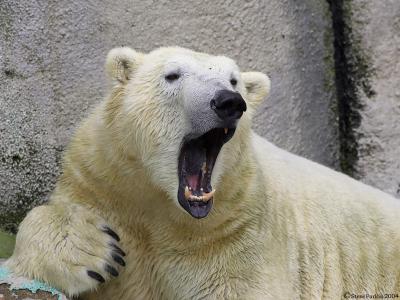 Yawning Polar Bear.jpg