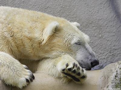 Sleeping Polar Bear.jpg