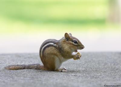 Morning Chipmunk.jpg