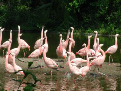 Flamingos- Bronx Zoo