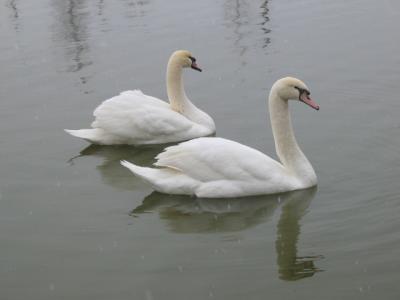 Mom's Swans
