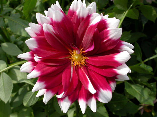 Dahlia