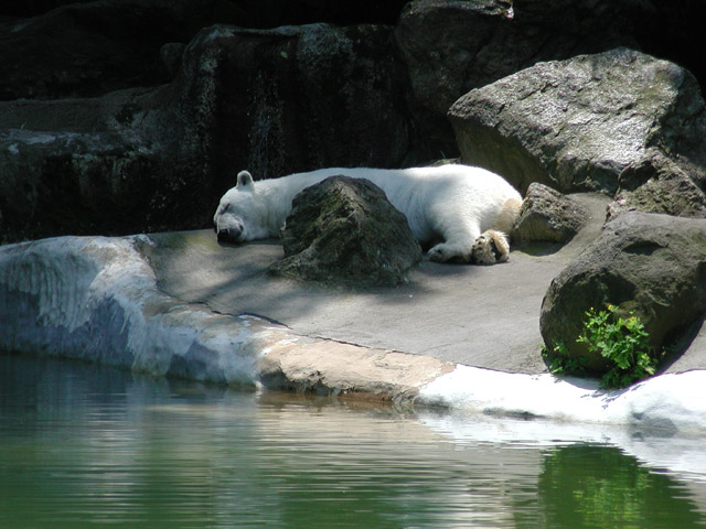 Polar Bear- Bronx Zoo