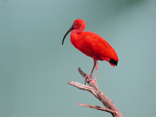 Red Ibis - Bronx Zoo
