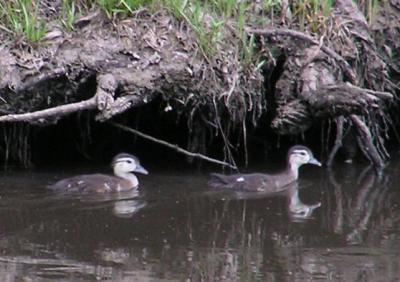 ducklings1.jpg