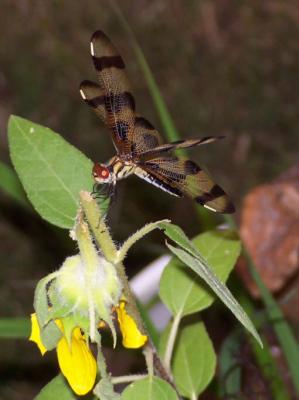 06-03-04 Halloween Pennant1.jpg