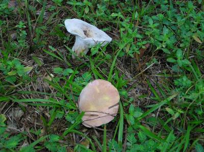 09-03-04 mushroom2.jpg