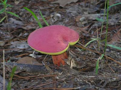 u46/tiffh/medium/33876086.090304mushroom3.jpg