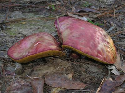 09-03-04 mushroom4.jpg