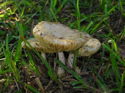 09-03-04 mushroom6.jpg