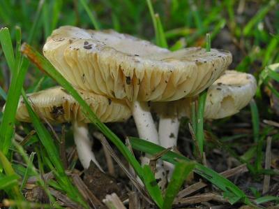 09-03-04 mushroom7.jpg
