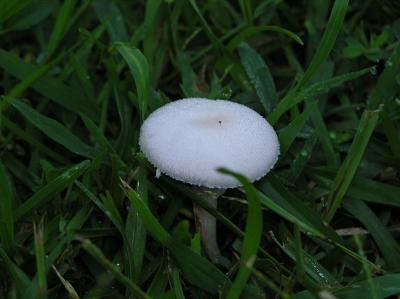 09-03-04 mushroom8.jpg