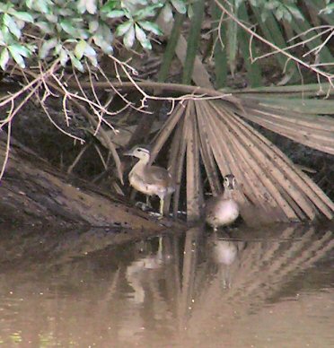 ducklings3.jpg