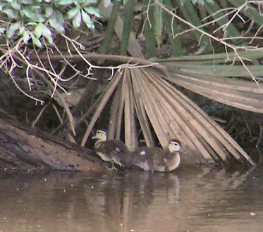ducklings4.jpg