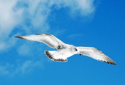 Gull 1