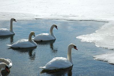 mute_swan25.JPG