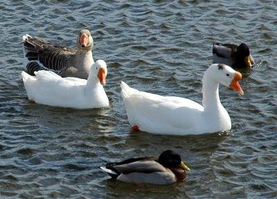 geese1JPG