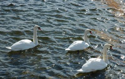 mute_swan28.JPG