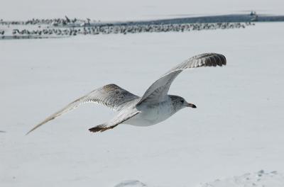 Gull 2