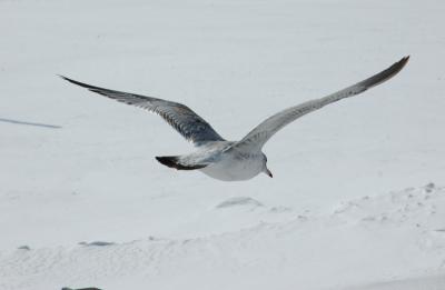 Gull 3