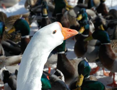 geese2.JPG