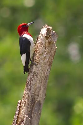 Red Headed Wood-Pecker__DSC_7142.jpg