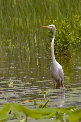 Great Egret__DSC_7156.jpg