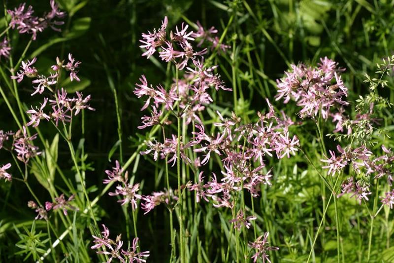 Ragged Robin - Lychnis flos-cuculi