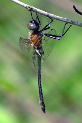 Mocha Emerald - Somatochlora linearis?