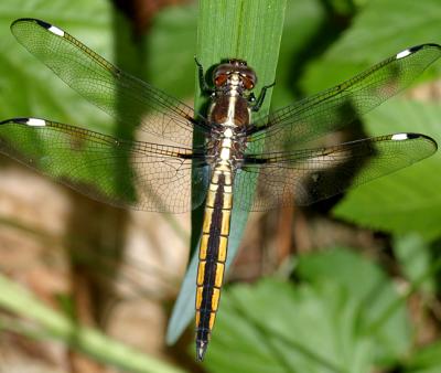 Spangled Skimmer - Libellula cyanea (imm male)