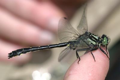 Mustached Clubtail - Gomphus adelphus